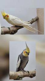 Valkparkieten overjarigen, Plusieurs animaux, Perruche, Bagué