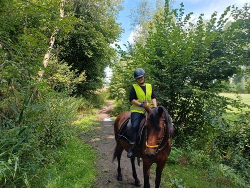 Cruzado ruin gezinspony, Dieren en Toebehoren, Pony's, Ruin