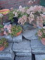 vetplantjes in terracottapotten van 2 tot 3 euro winterhard, Tuin en Terras, Ophalen