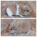Us teddy cavia. Cavia's, Dieren en Toebehoren, Knaagdieren, Juli, Cavia