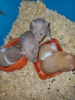 Goud Hamster, Dieren en Toebehoren, Knaagdieren, Hamster, Juli, Vrouwelijk, Tam