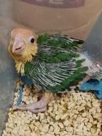 Tamme baby Rpestlopcaique, Dieren en Toebehoren, Geslacht onbekend, Papegaai, Geringd