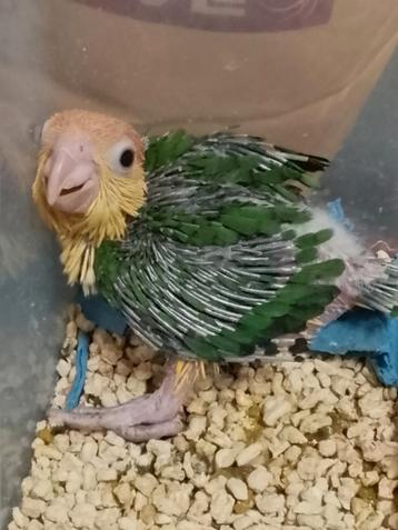 Tamme baby Rpestlopcaique  beschikbaar voor biedingen
