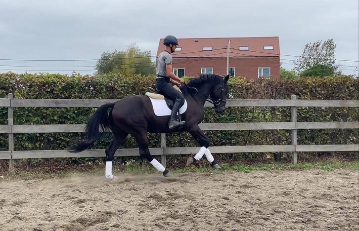 Prachtige 4j Total hope x Sandro hit, Dieren en Toebehoren, Paarden, Ruin, Zadelmak, 165 tot 170 cm, 3 tot 6 jaar, Dressuurpaard