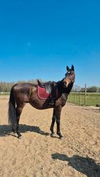 Te koop Engels Volbloed, Dieren en Toebehoren, Paarden, Gechipt, Ruin, Zadelmak, 7 tot 10 jaar