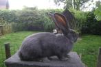 Blauwe Vlaamse reus, Dieren en Toebehoren, Mannelijk, Groot