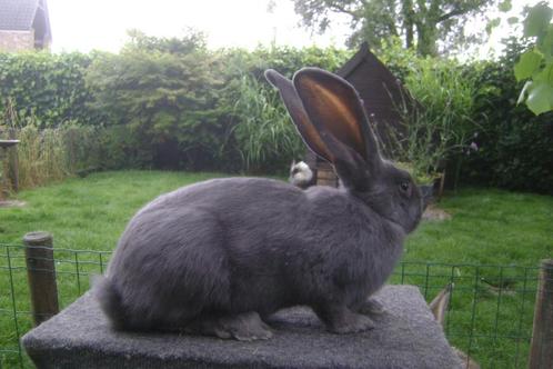 Blauwe Vlaamse reus, Dieren en Toebehoren, Konijnen, Groot, Mannelijk