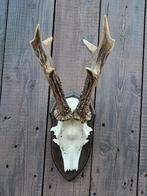 Rare majuscule 8-Ender Reebok Antlers XXL, Enlèvement ou Envoi, Comme neuf, Animal sauvage, Bois ou Tête