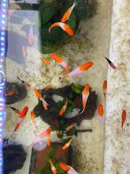 Zwaarddragers albino/koi