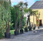 Palmiers rustiques, Jardin & Terrasse, Plantes | Arbres, Enlèvement, Palmier