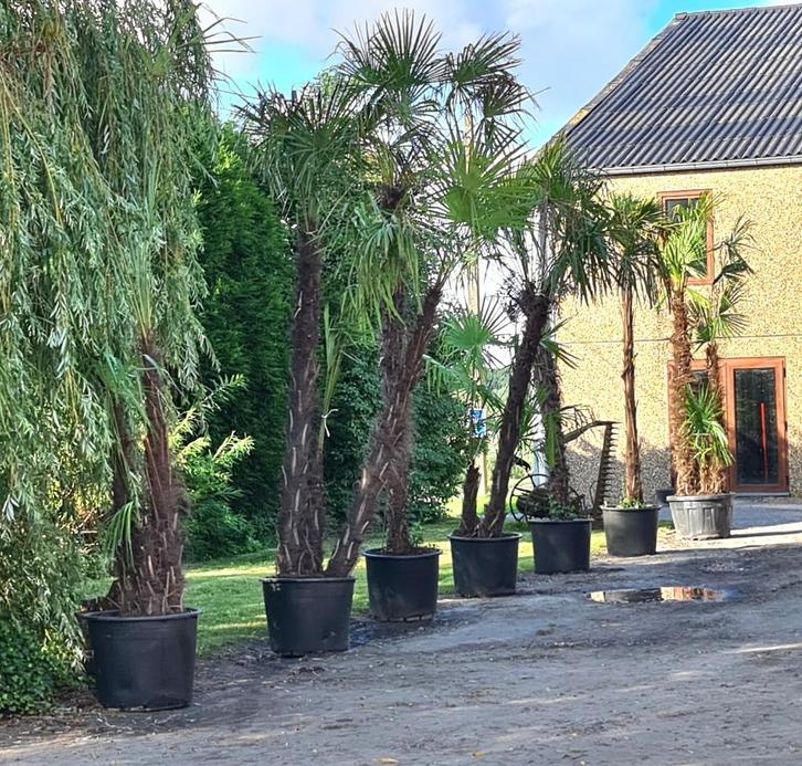 Palmiers rustiques, Jardin & Terrasse, Plantes | Arbres, Palmier, Enlèvement