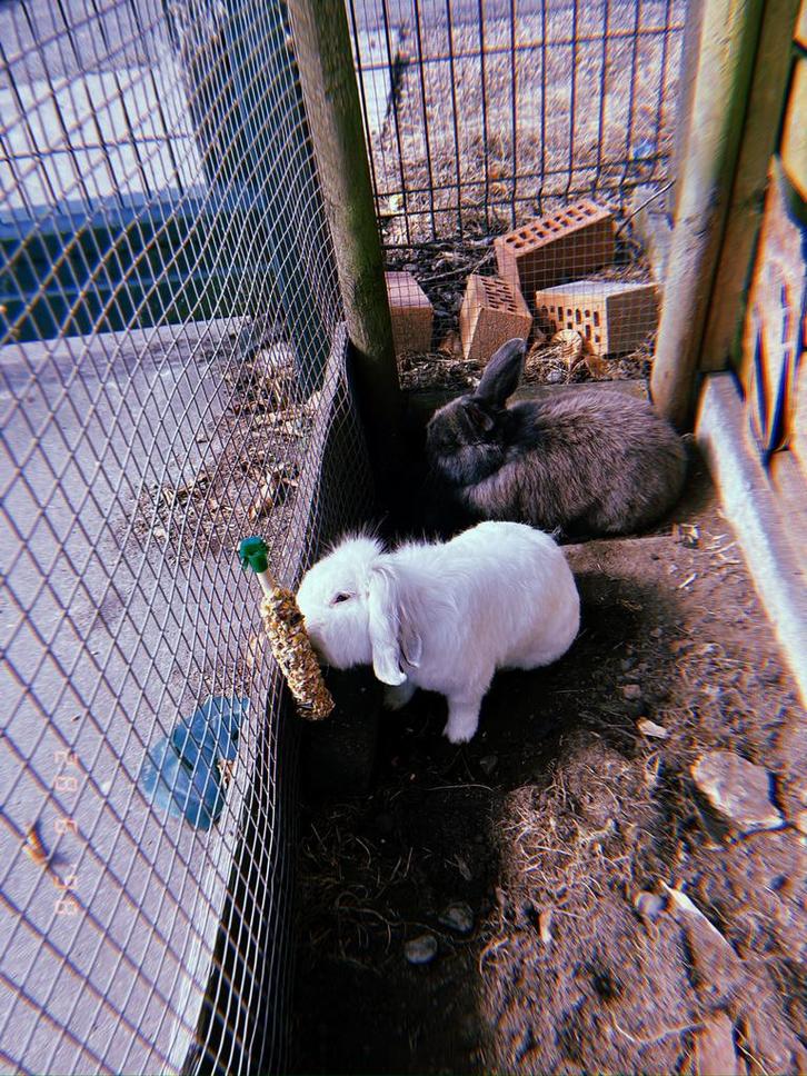 Wit konijn, Dieren en Toebehoren, Konijnen, Groot, Mannelijk, 6 tot 8 jaar, Hangoor