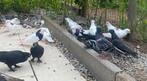 Mooi duiven, Dieren en Toebehoren