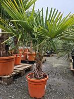 Palmboom Trachycarpus Fortunei, Halfschaduw, Ophalen, Palmboom