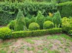 Buxus, Jardin & Terrasse, Plantes | Arbustes & Haies, Enlèvement, Buis