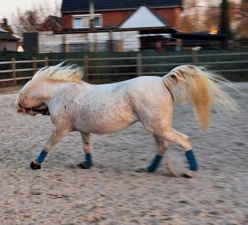 Trainen en zadelmak maken van al u paarden  beschikbaar voor biedingen