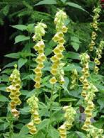 Digitalis lutea, Tuin en Terras, Planten | Tuinplanten, Ophalen