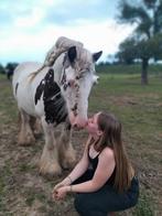 Mooi paard te koop, Dieren en Toebehoren