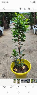 🖤🖤🖤   AARDBEIEN BOOM, Tuin en Terras, Ophalen, Overige soorten, Volle zon, In pot