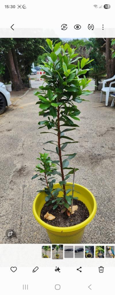 🖤🖤🖤   AARDBEIEN BOOM, Tuin en Terras, Planten | Fruitbomen, Overige soorten, 100 tot 250 cm, Volle zon, Zomer, In pot, Ophalen