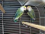 Dwergpapegaai Agapornis lovebird, Dieren en Toebehoren, Meerdere dieren, Dwergpapegaai of Agapornis