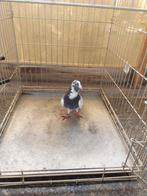 Mooie doffer post duiven (mannelijke), Dieren en Toebehoren, Vogels | Duiven