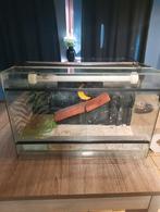 Terarium 60x40x30, Dieren en Toebehoren, Ophalen of Verzenden