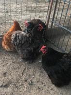 4 cochin kriel hennen, Dieren en Toebehoren, Pluimvee