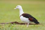 Radja bergeend, Dieren en Toebehoren