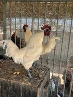 Broedeieren ga h mong (zeldzaam ras), Dieren en Toebehoren, Pluimvee, Geslacht onbekend, Overige soorten