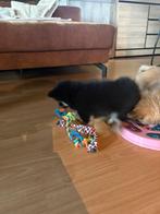 Pomchi meisjes beschikbaar (3), Dieren en Toebehoren, België, Overige rassen, 8 tot 15 weken, Meerdere