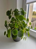 Pannenkoekenplant pilea, Huis en Inrichting, Kamerplanten, Ophalen