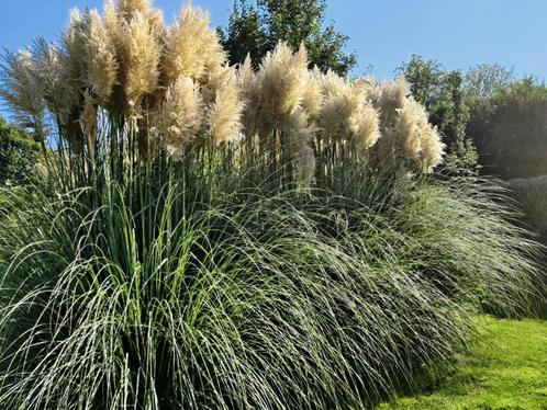 Pampasgras 6 stuks, Tuin en Terras, Planten | Tuinplanten, Vaste plant, Siergrassen, Herfst, Ophalen
