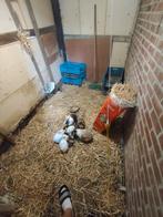 Konijnen, Meerdere dieren, Klein, 0 tot 2 jaar