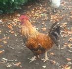 Haan, Dieren en Toebehoren, Pluimvee, Mannelijk, Kip