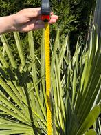 Palmboom, Tuin en Terras, Ophalen