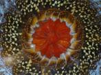 Mandala van echte vlindervleugels, Antiek en Kunst, Ophalen of Verzenden