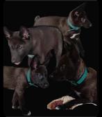 Wolf hond puppy s, Animaux & Accessoires, Accessoires pour chiens, Enlèvement
