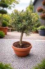 Olijfboom Olea Europaea in schaal- op voorraad, Enlèvement, Olivier