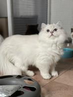 Britse langhaar kittens mogen al verhuizen, Meerdere dieren, Gechipt, 0 tot 2 jaar