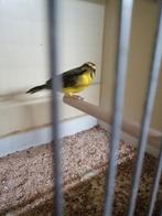 2 mozambiqeu sijs mannen van 2025, geringd, zitte buiten, Dieren en Toebehoren, Geringd