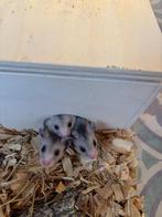Goudhamster jongen te koop, Animaux & Accessoires, Rongeurs, Hamster