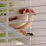 Koppel isabel zebravinken, Dieren en Toebehoren, Meerdere dieren, Tropenvogel, Geringd