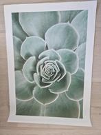 3x poster cactus 50x70 cm (textieldruk: kreukloos, duurzaam, Dier of Natuur, Ophalen of Verzenden, Zo goed als nieuw, Canvas of Doek