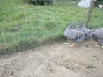 Legkippen amrock, Dieren en Toebehoren, Pluimvee