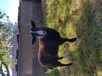 Zwartbles ram, Dieren en Toebehoren, Schapen, Geiten en Varkens