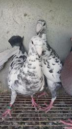 Meerdere schoonheid postduiven, Dieren en Toebehoren, Vogels | Duiven, Meerdere dieren, Postduif