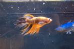 Betta Crown tail male, Dieren en Toebehoren, Vissen | Aquariumvissen