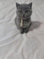 Britse korthaar kittens zoeken een nieuw nestje