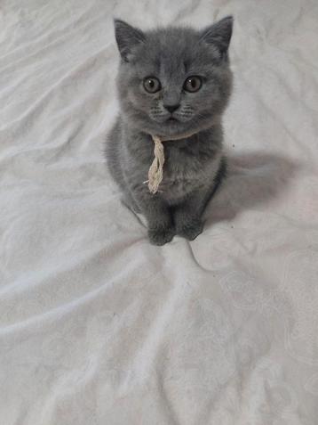 Les chatons britanniques à poil court cherchent un nouveau n